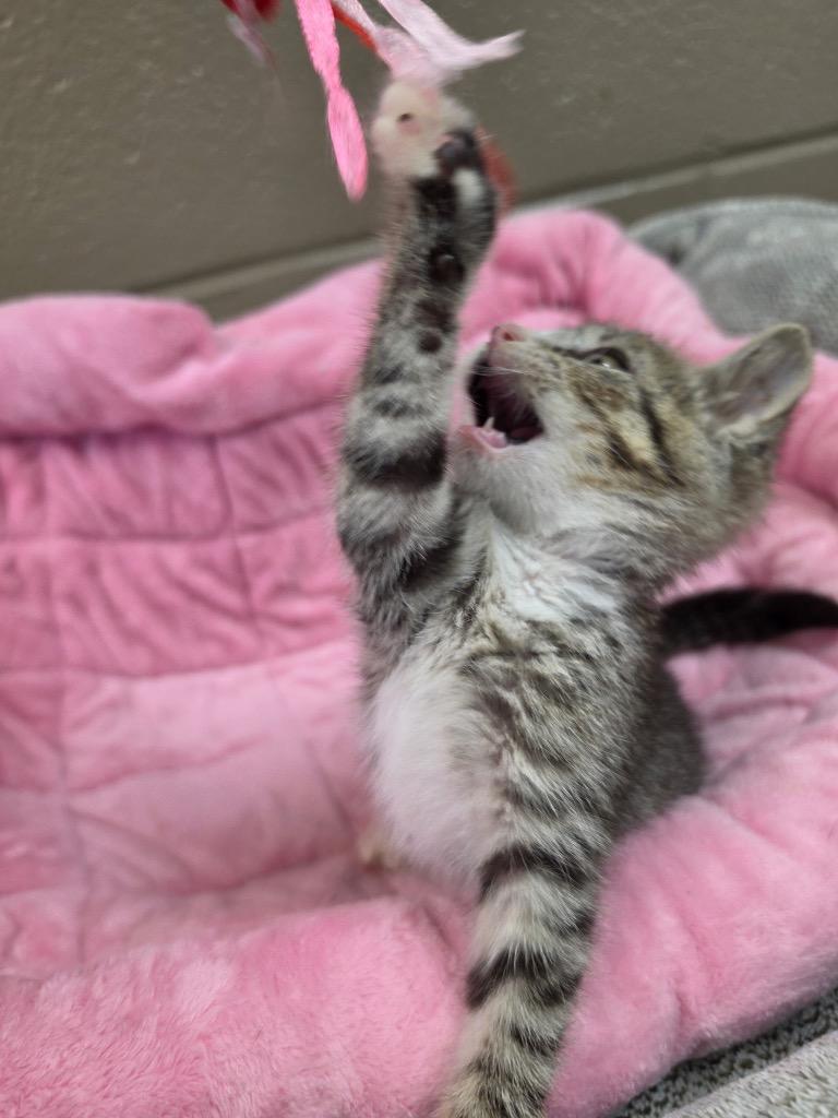 Ronnelle, Adoptable, Kitten Female Domestic Short Hair.