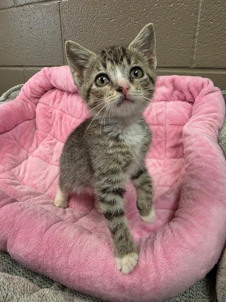 Enlarge Ronnelle, a Adoptable mixed breed in New Manchester, WV image 2/6