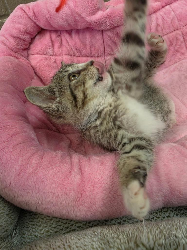 Enlarge Ronnelle, a Adoptable mixed breed in New Manchester, WV image 6/6