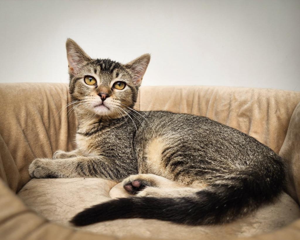 Wendy, Adoptable, Young Female Domestic Short Hair.