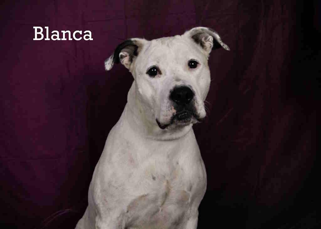 Blanca, an adoptable Mixed Breed in York, NE, 68467 | Photo Image 3