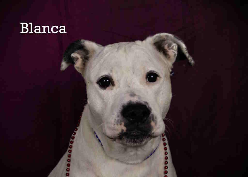 Blanca, an adoptable Mixed Breed in York, NE, 68467 | Photo Image 1