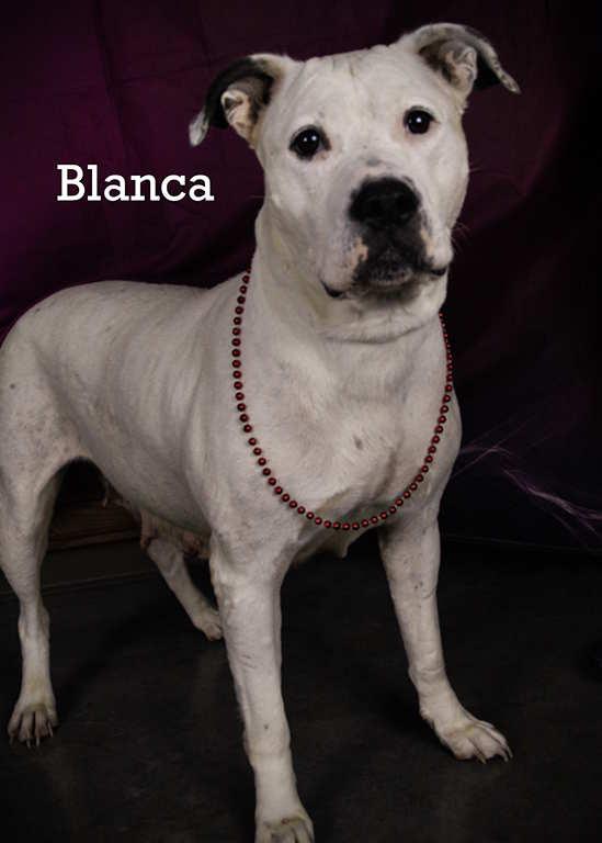 Blanca, an adoptable Mixed Breed in York, NE, 68467 | Photo Image 4