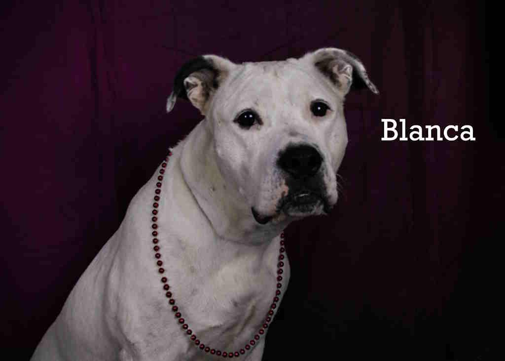 Blanca, an adoptable Mixed Breed in York, NE, 68467 | Photo Image 2