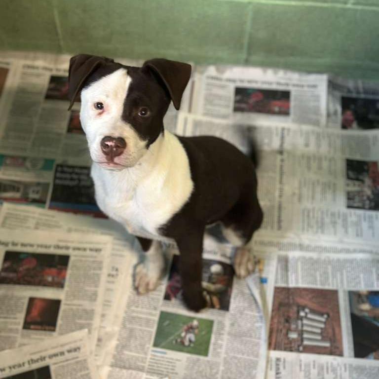 Lula, Adoptable, Puppy Female Mixed Breed.