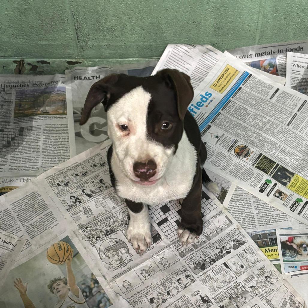 Lula, Adoptable, Puppy Female Mixed Breed.