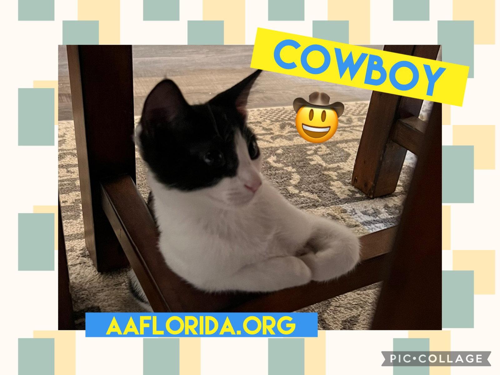 Cowboy, a Adopted Domestic Short Hair in Pensacola, FL image 1/3