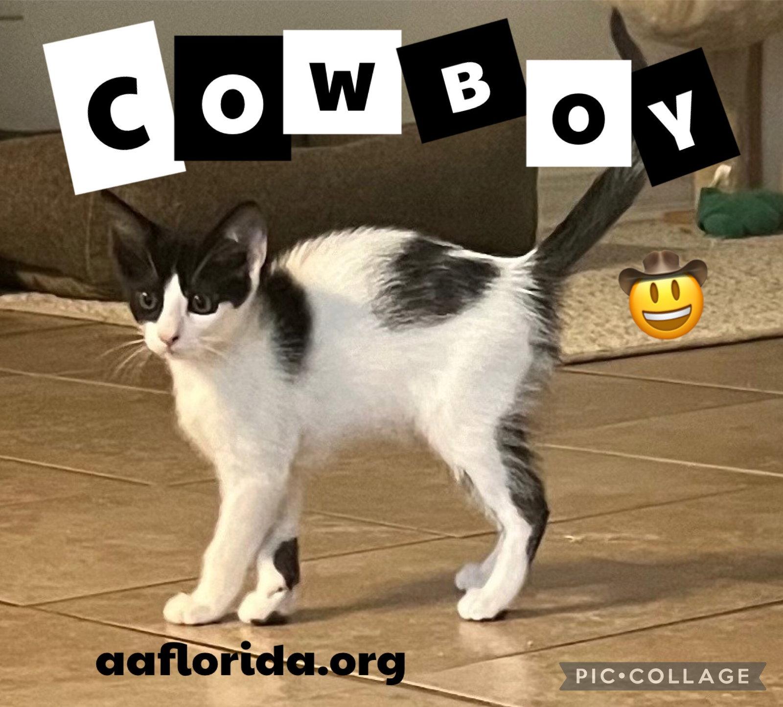 Cowboy, a Adopted Domestic Short Hair in Pensacola, FL image 2/3
