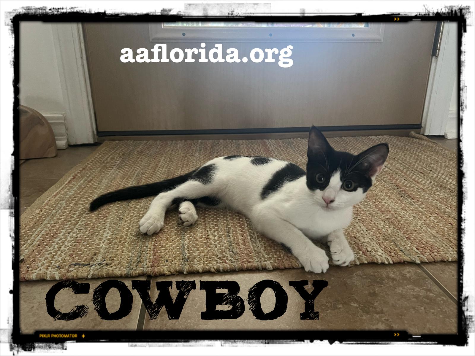 Cowboy, a Adopted Domestic Short Hair in Pensacola, FL image 3/3
