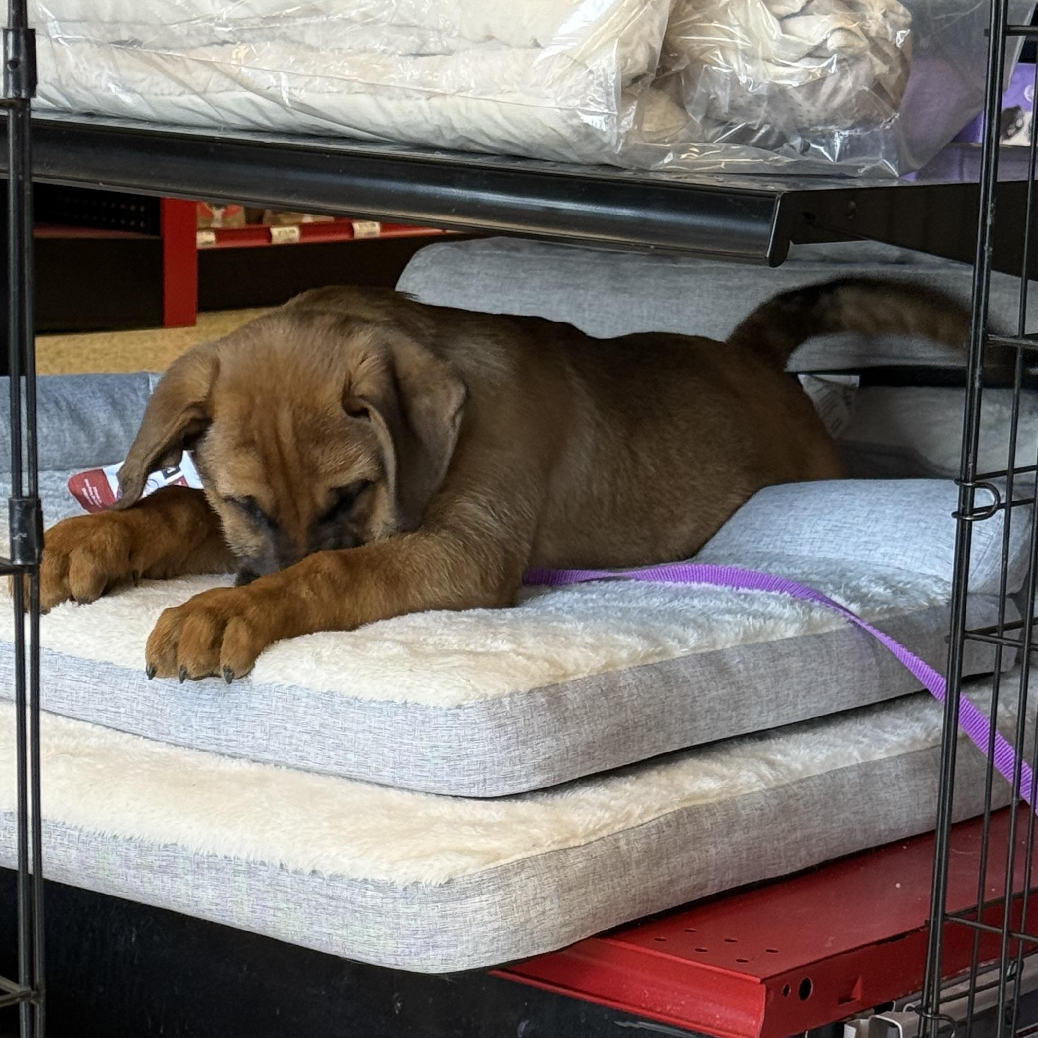 Enlarge Trooper, a ADOPTABLE mixed breed in Littleton, CO image 3/5