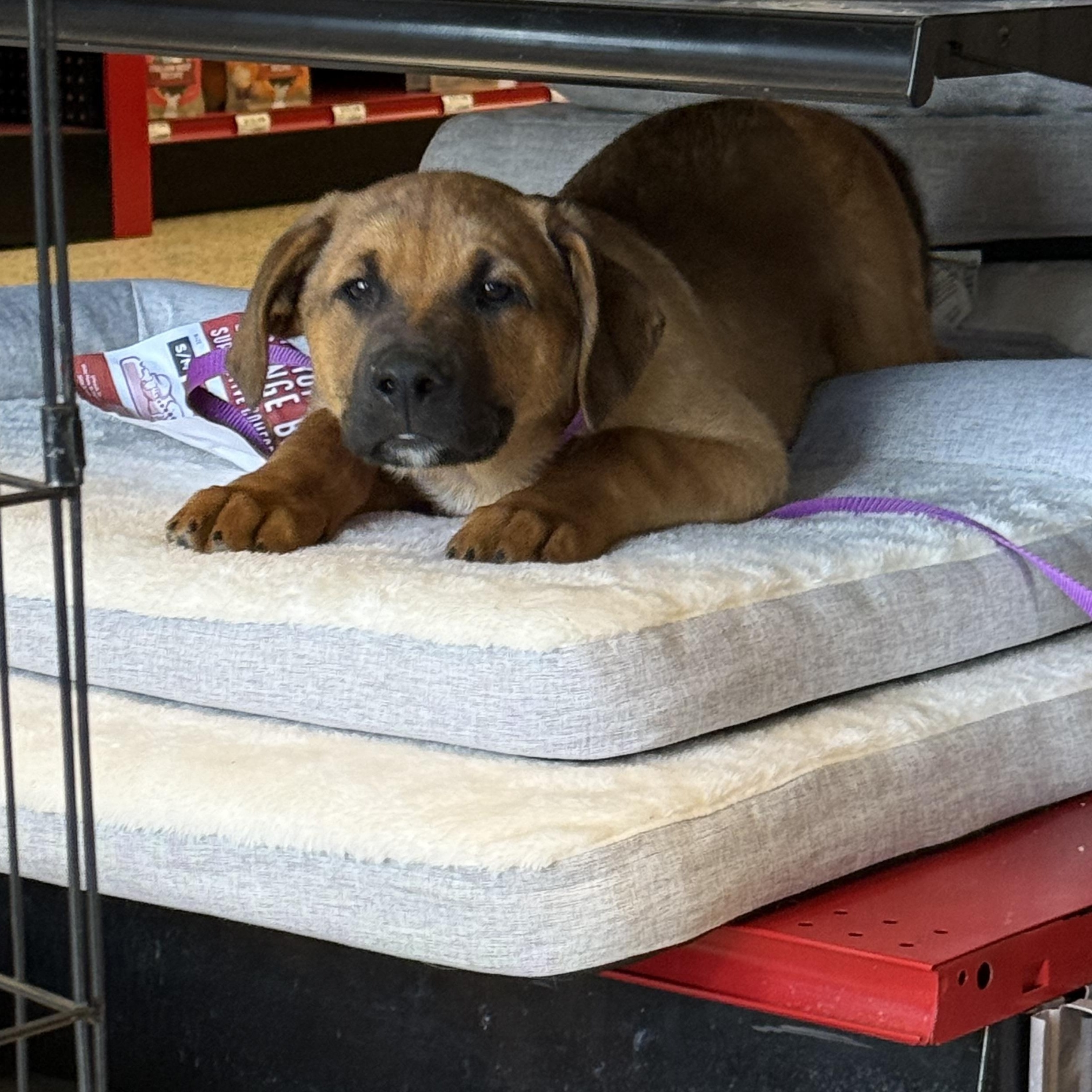 Enlarge Trooper, a ADOPTABLE mixed breed in Littleton, CO image 2/5