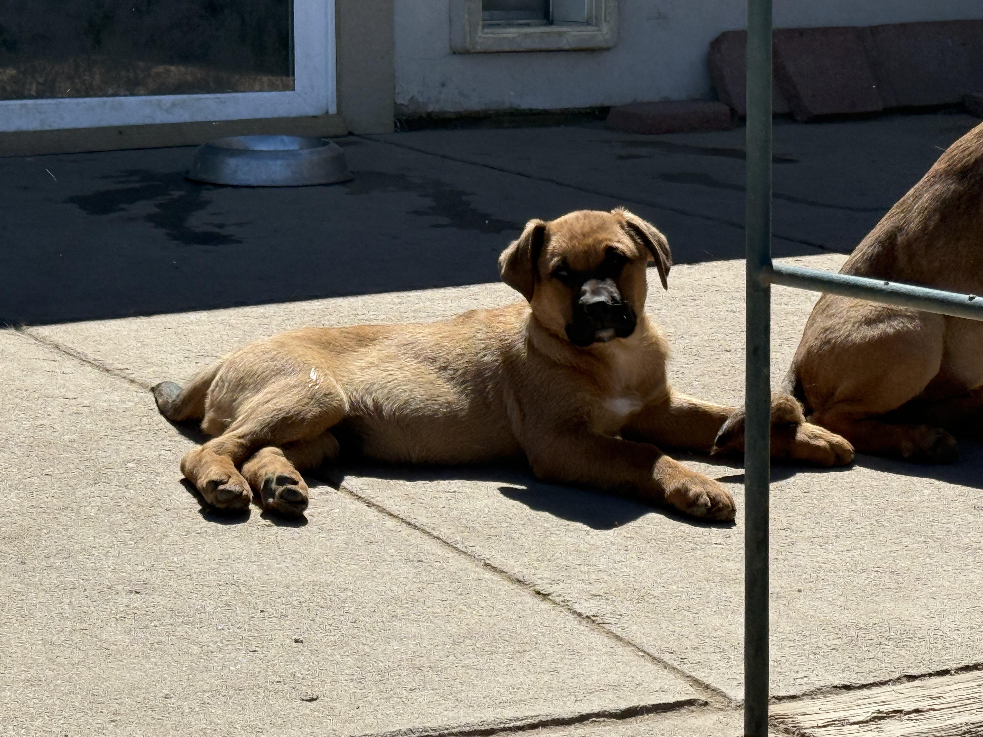 Enlarge Trooper, a ADOPTABLE mixed breed in Littleton, CO image 1/5