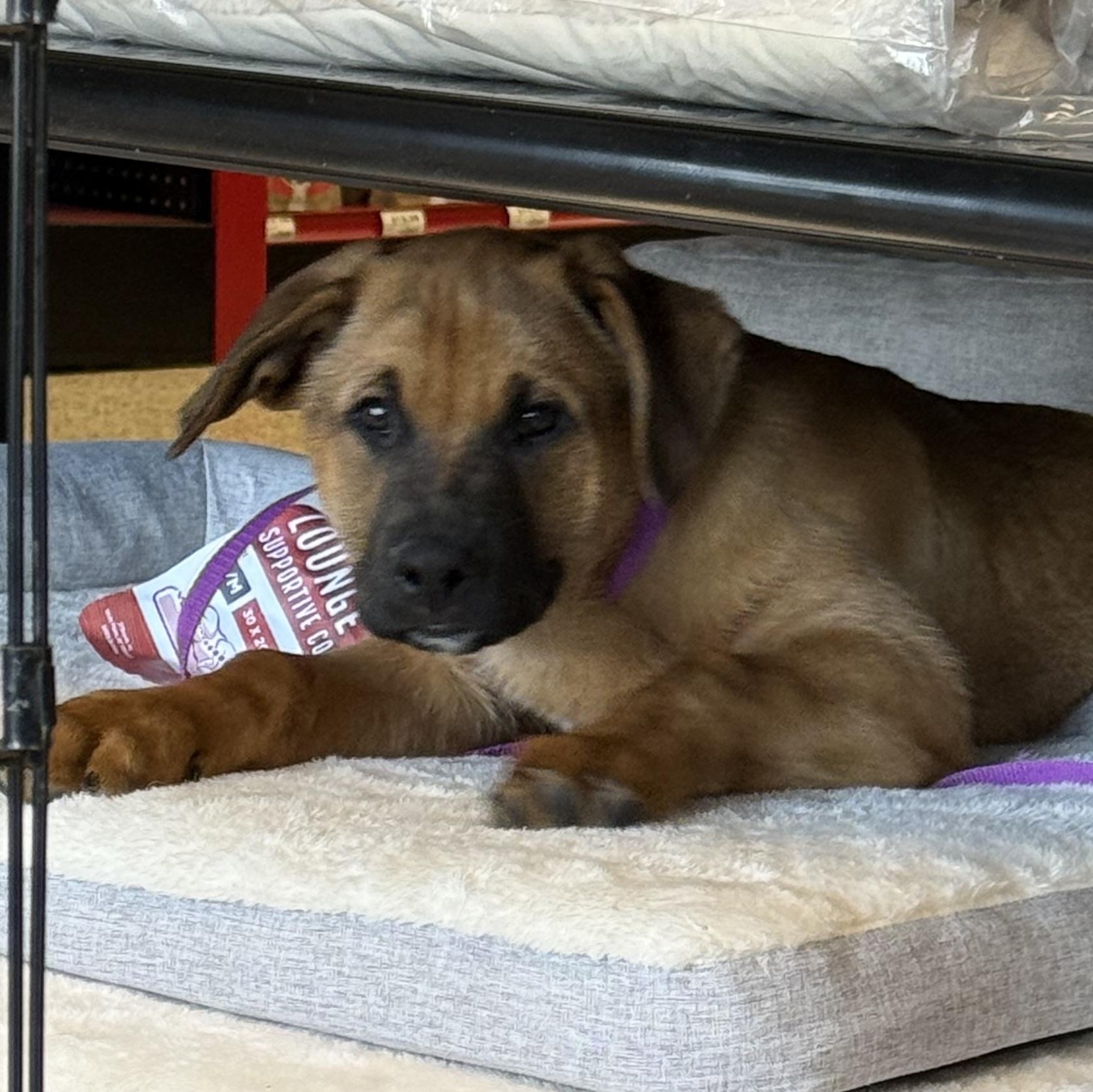 Trooper, adopted, Puppy Male German Shepherd Dog & Pit Bull Terrier.