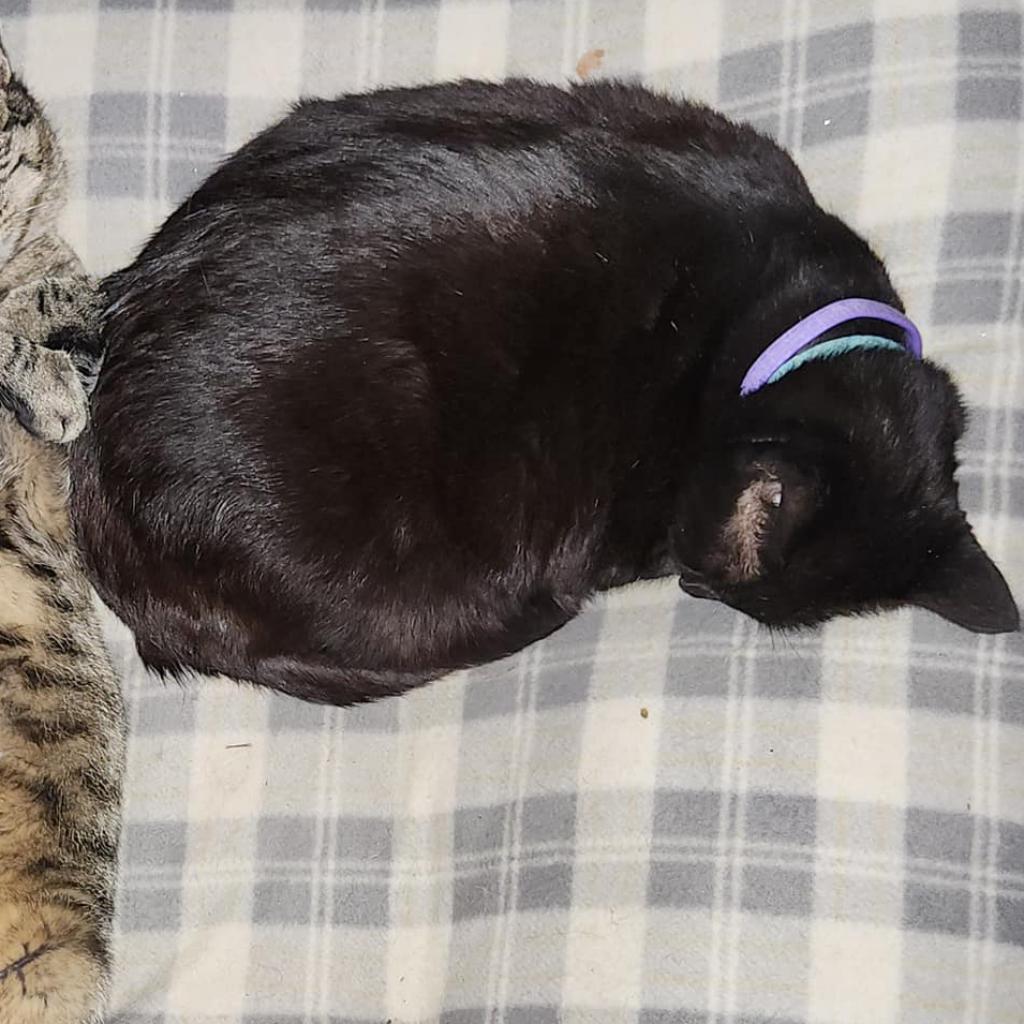 Enlarge Bagheera, a Adoptable Domestic Short Hair in Union, MO image 1/1