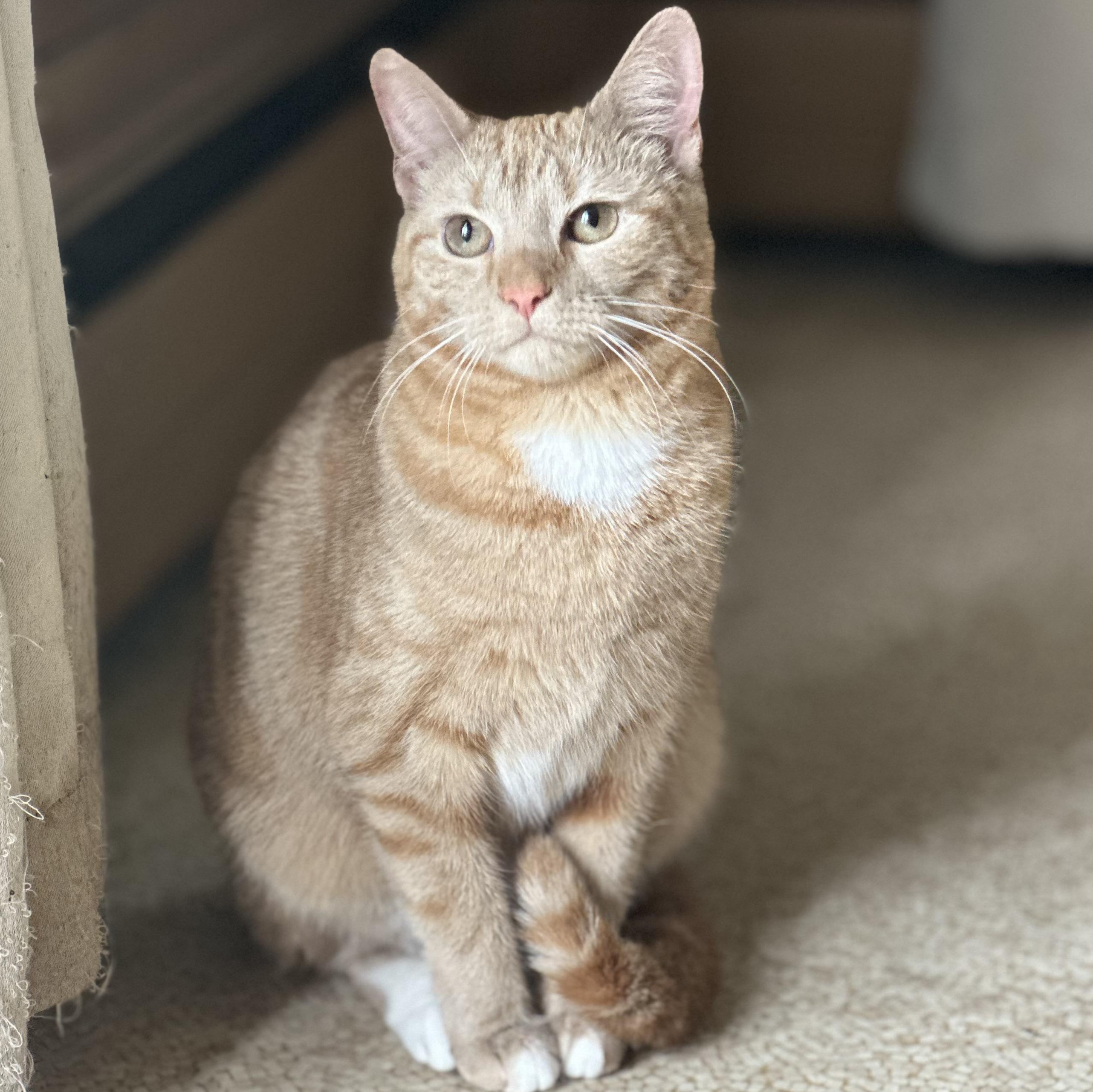 Rustie, adopted, Adult Female Domestic Short Hair.