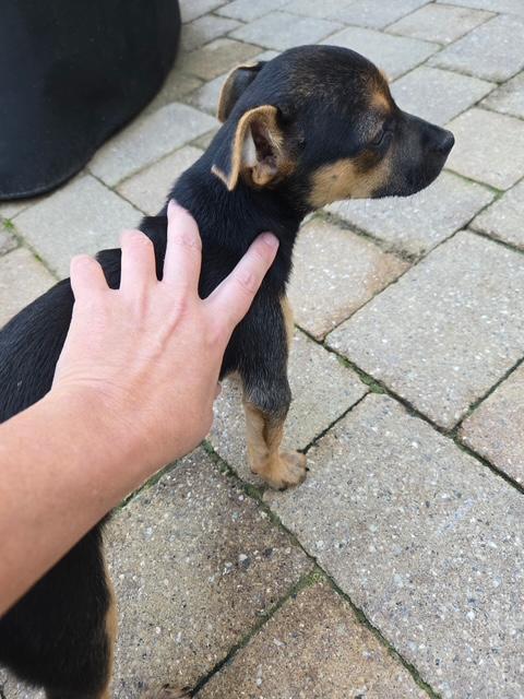 Enlarge Laverne, a Adoptable mixed breed in Williamsburg, VA image 5/6