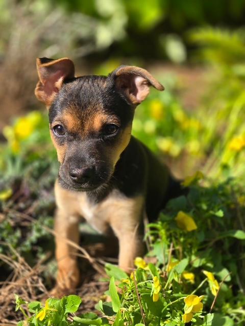 Enlarge Laverne, a Adoptable mixed breed in Williamsburg, VA image 1/6