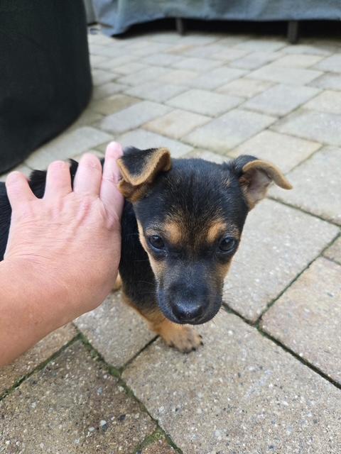 Enlarge Laverne, a Adoptable mixed breed in Williamsburg, VA image 3/6