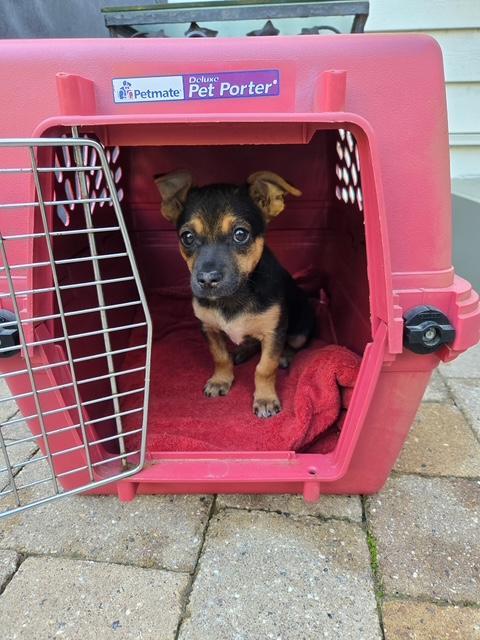 Enlarge Laverne, a Adoptable mixed breed in Williamsburg, VA image 2/6