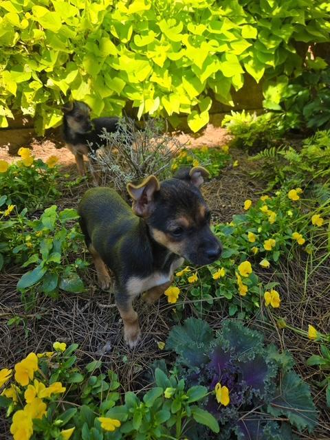Enlarge Laverne, a Adoptable mixed breed in Williamsburg, VA image 4/6