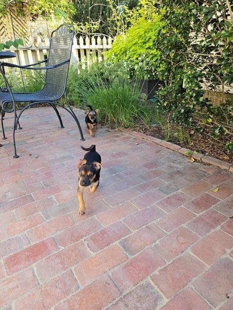Enlarge Laverne, a Adoptable mixed breed in Williamsburg, VA image 6/6