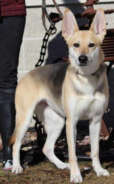 Enlarge Nanny, a ADOPTABLE mixed breed in Portage, WI image 1/5