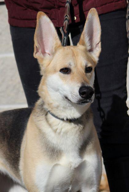 Enlarge Nanny, a ADOPTABLE mixed breed in Portage, WI image 3/5