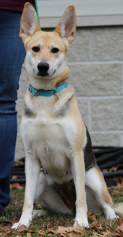 Enlarge Nanny, a ADOPTABLE mixed breed in Portage, WI image 4/5