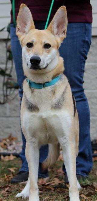 Enlarge Nanny, a ADOPTABLE mixed breed in Portage, WI image 5/5