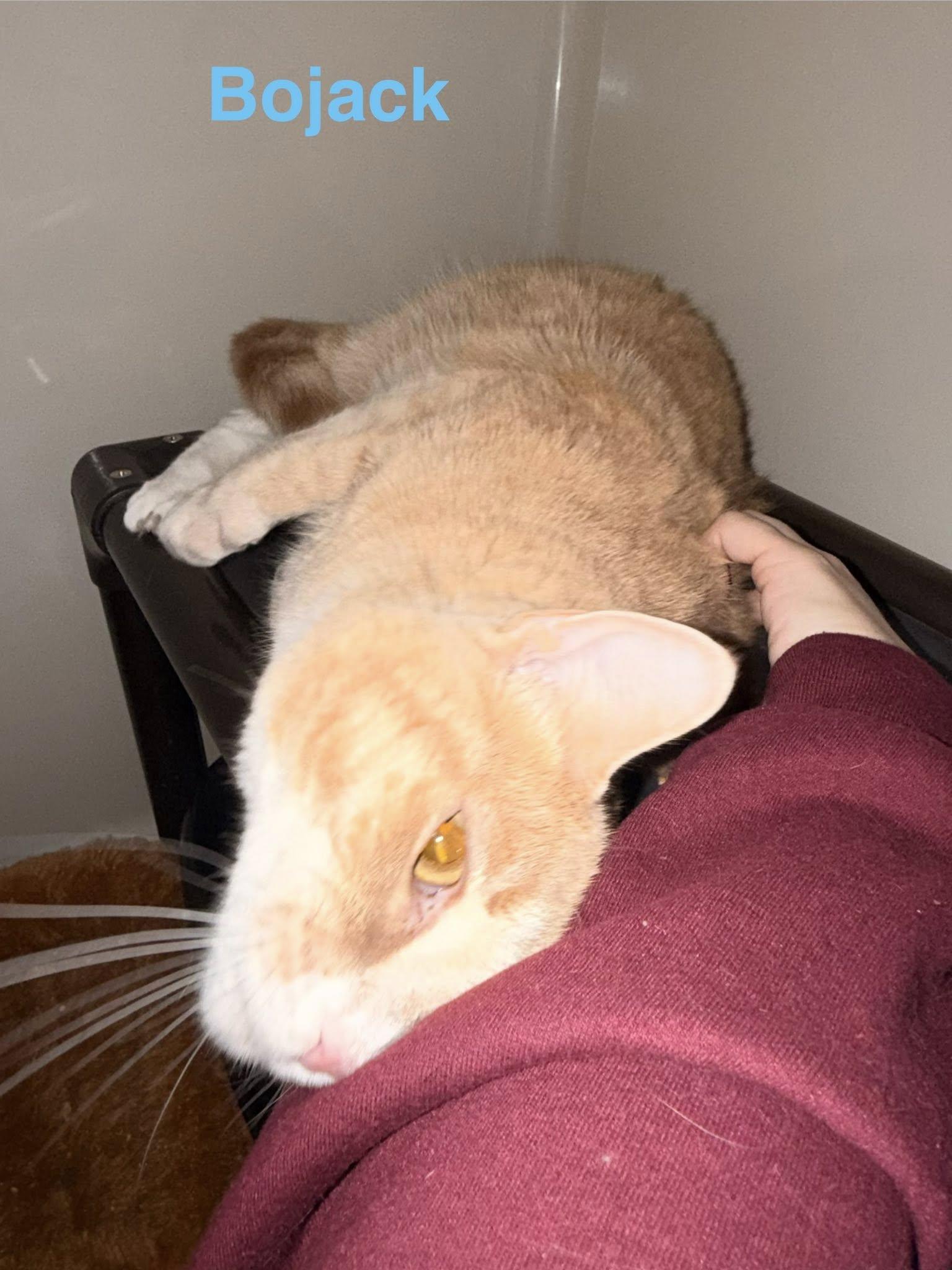 Bojack, a ADOPTABLE Domestic Short Hair in Clarksville, TN image 5/5