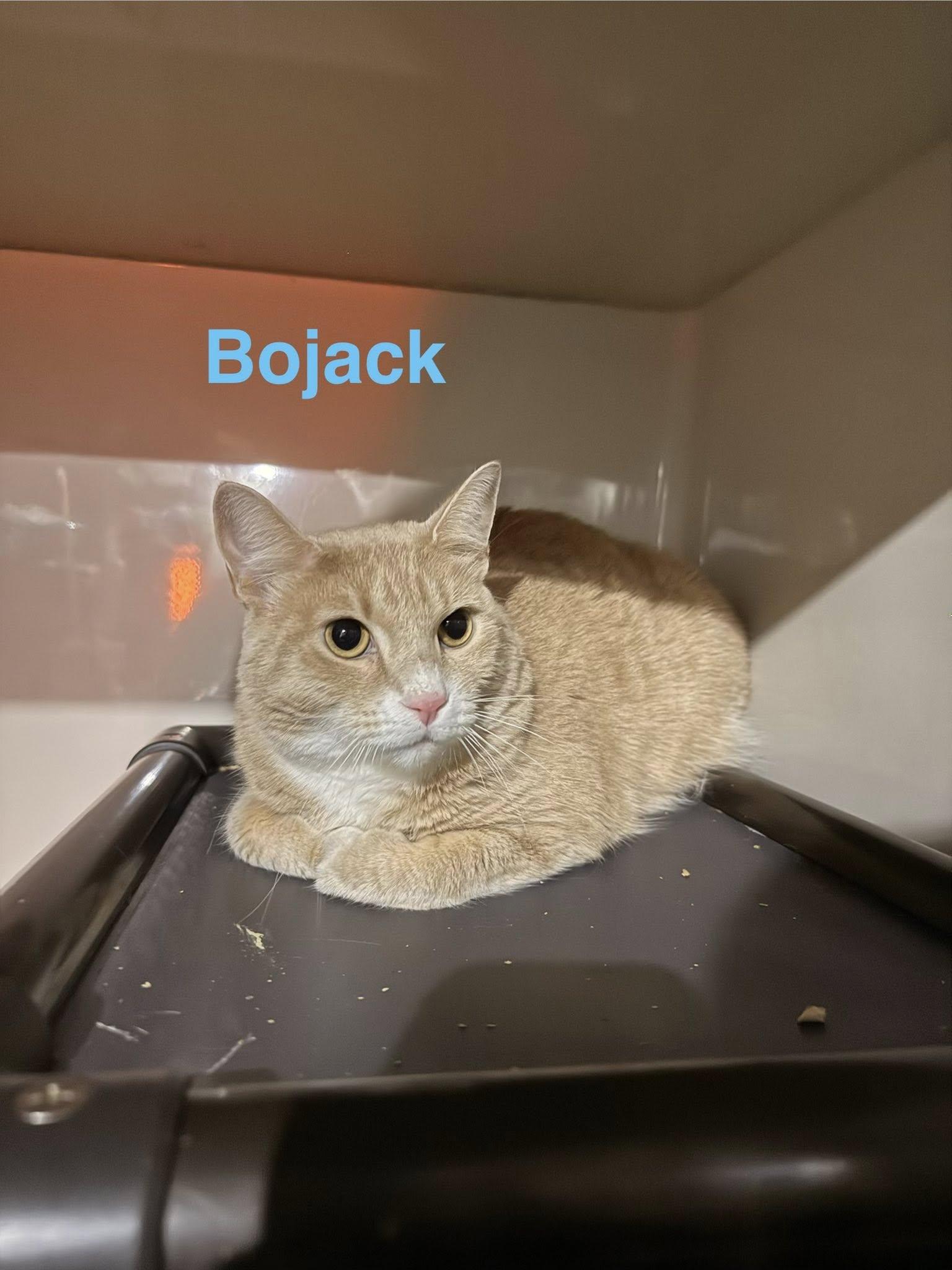 Bojack, a ADOPTABLE Domestic Short Hair in Clarksville, TN image 4/5