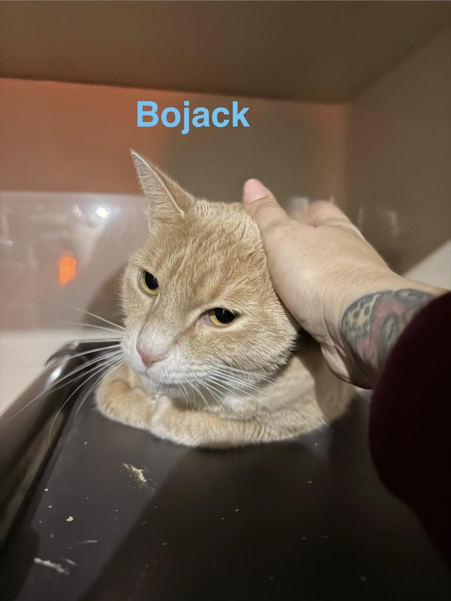 Bojack, a ADOPTABLE Domestic Short Hair in Clarksville, TN image 3/5