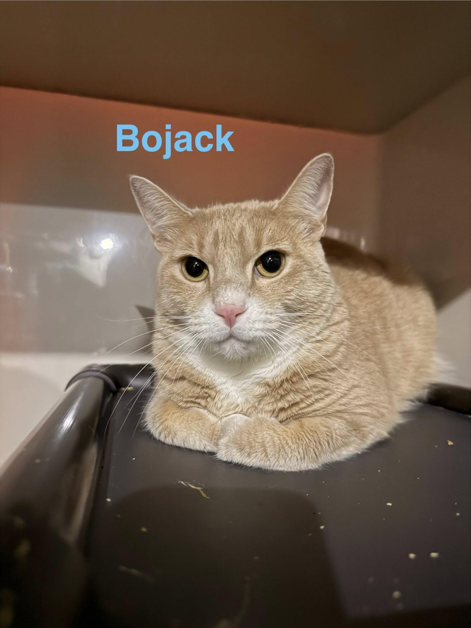 Bojack, ADOPTABLE, Adult Male Domestic Short Hair.
