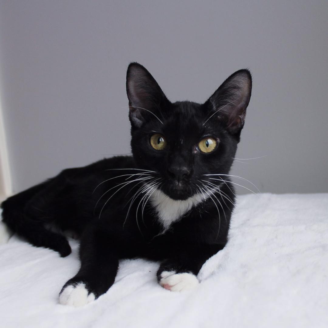 Enlarge Lawson, an adopted Domestic Short Hair in Wayne, NJ image 2/2