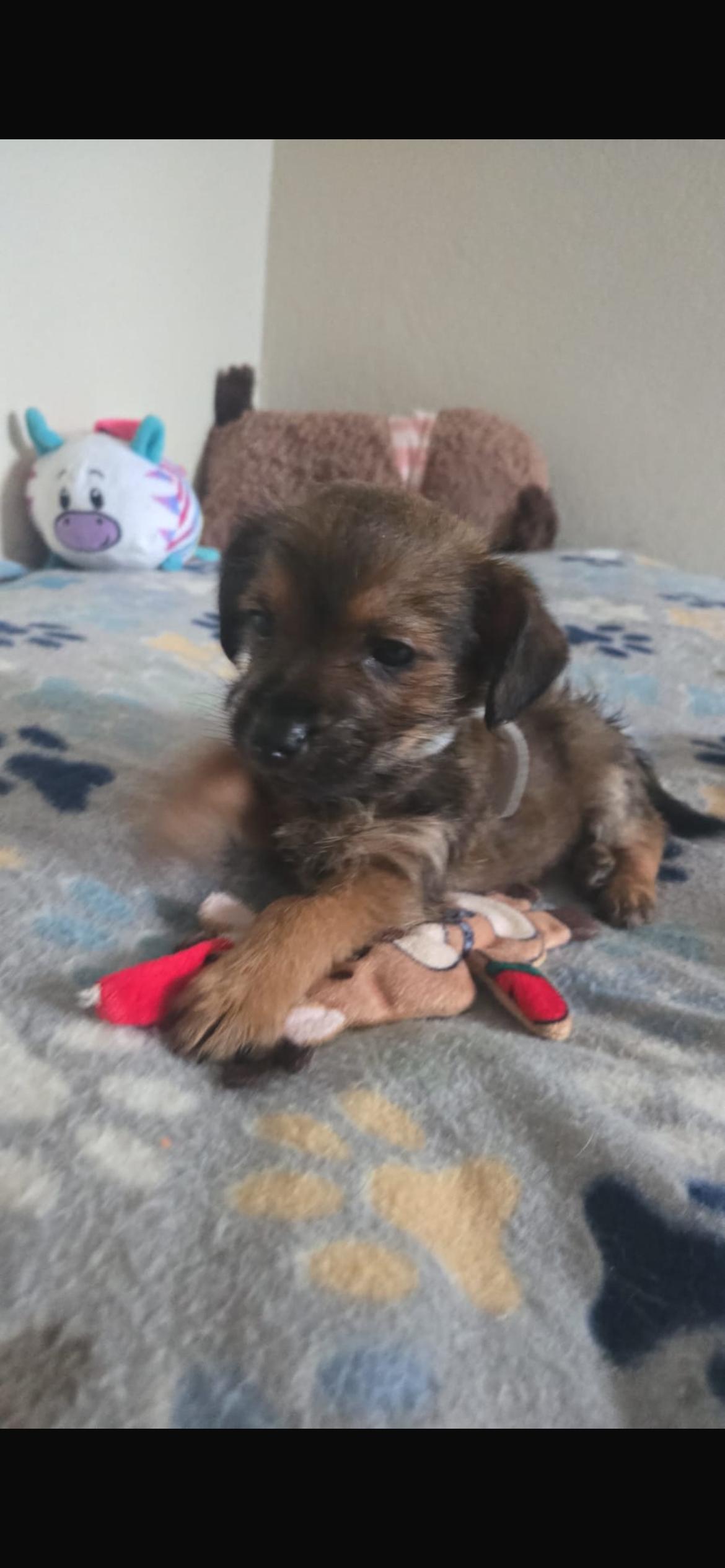Rey , ADOPTABLE, Puppy Male Yorkshire Terrier & Chihuahua.