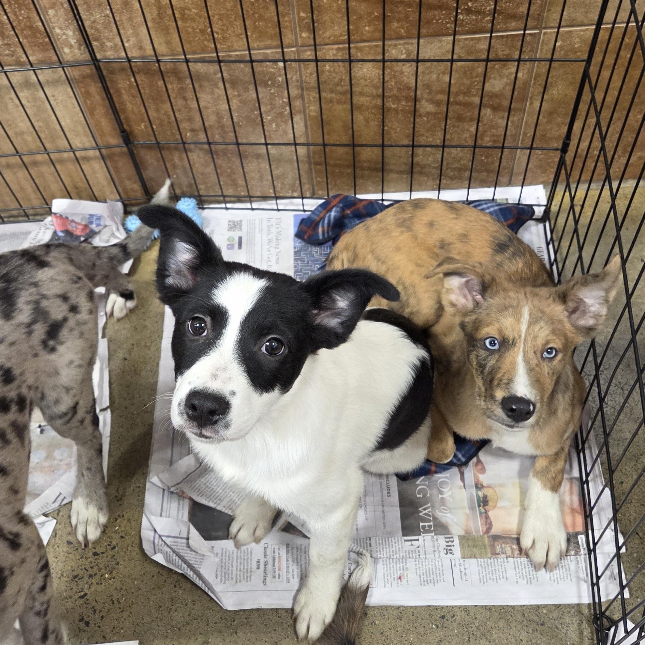 Enlarge Arlo, a ADOPTABLE mixed breed in Hillsdale, NY image 4/4