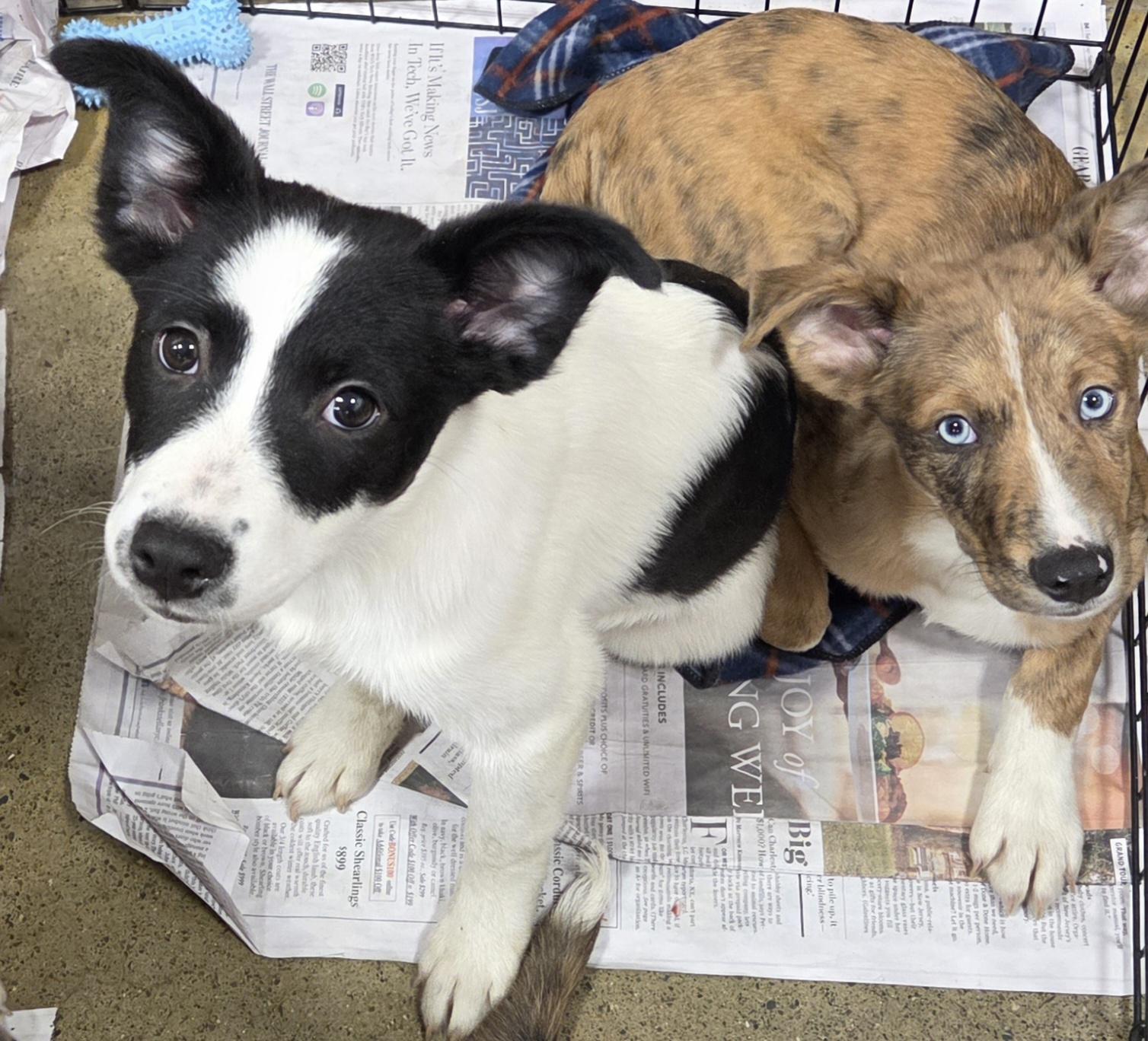 Enlarge Arlo, a ADOPTABLE mixed breed in Hillsdale, NY image 2/4