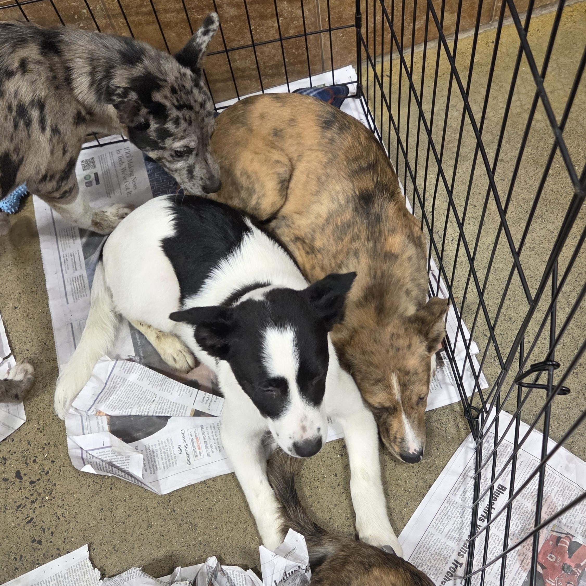 Enlarge Arlo, a ADOPTABLE mixed breed in Hillsdale, NY image 3/4