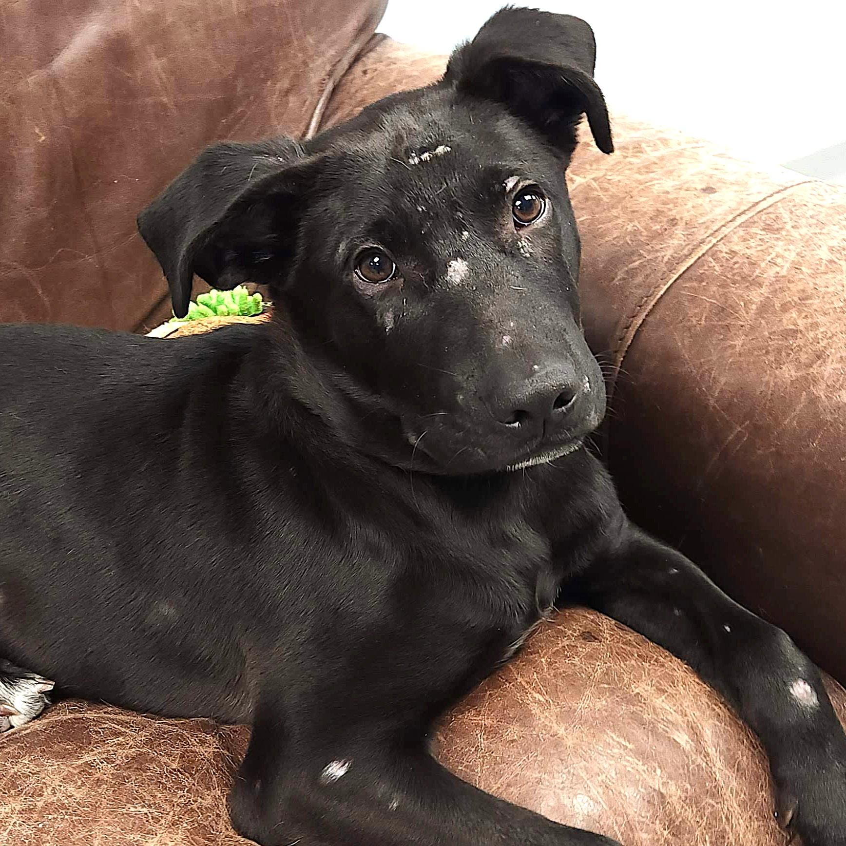 Enlarge Arlo, an adopted mixed breed in Marshfield, WI image 1/4