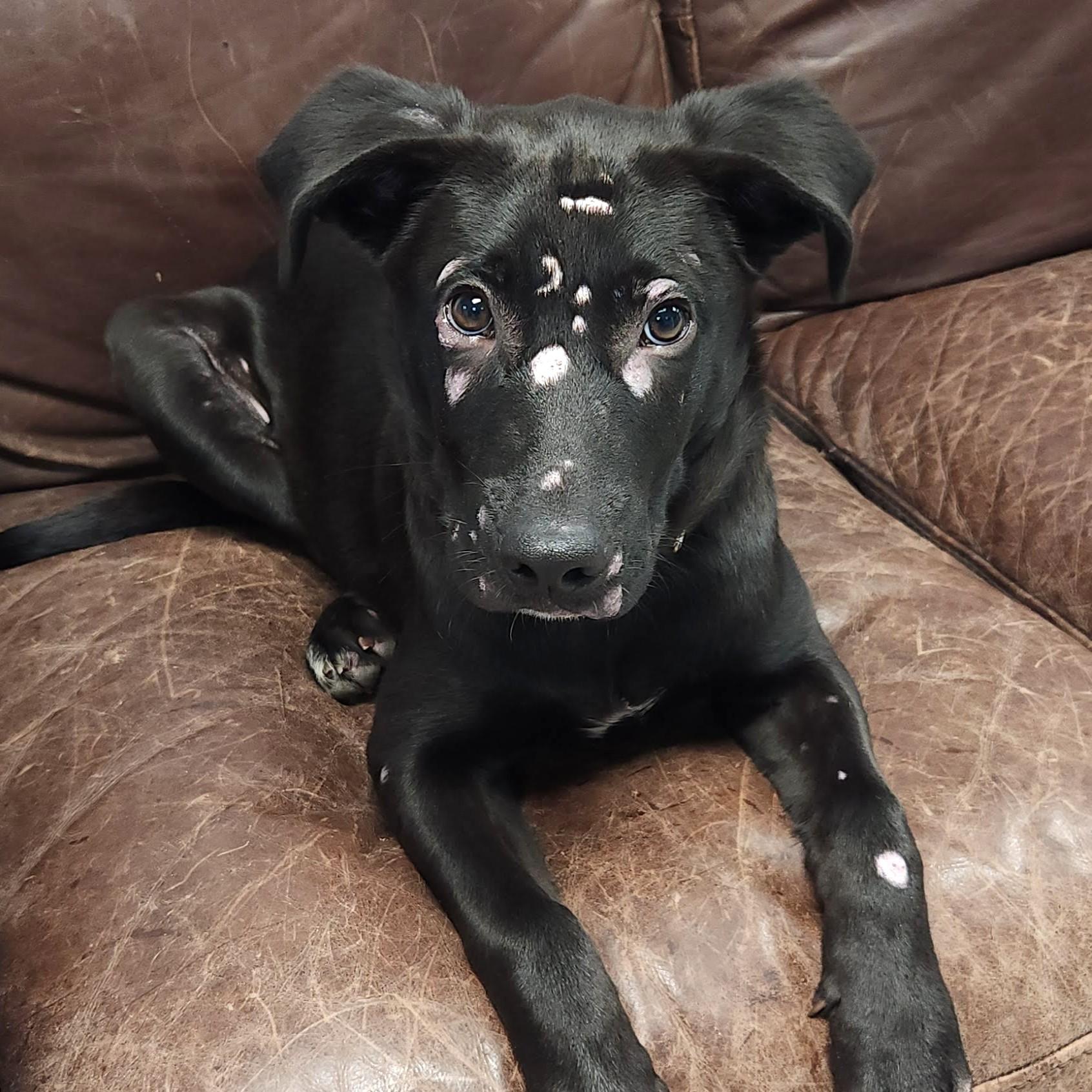 Arlo, Adoptable, Puppy Male Black Labrador Retriever.