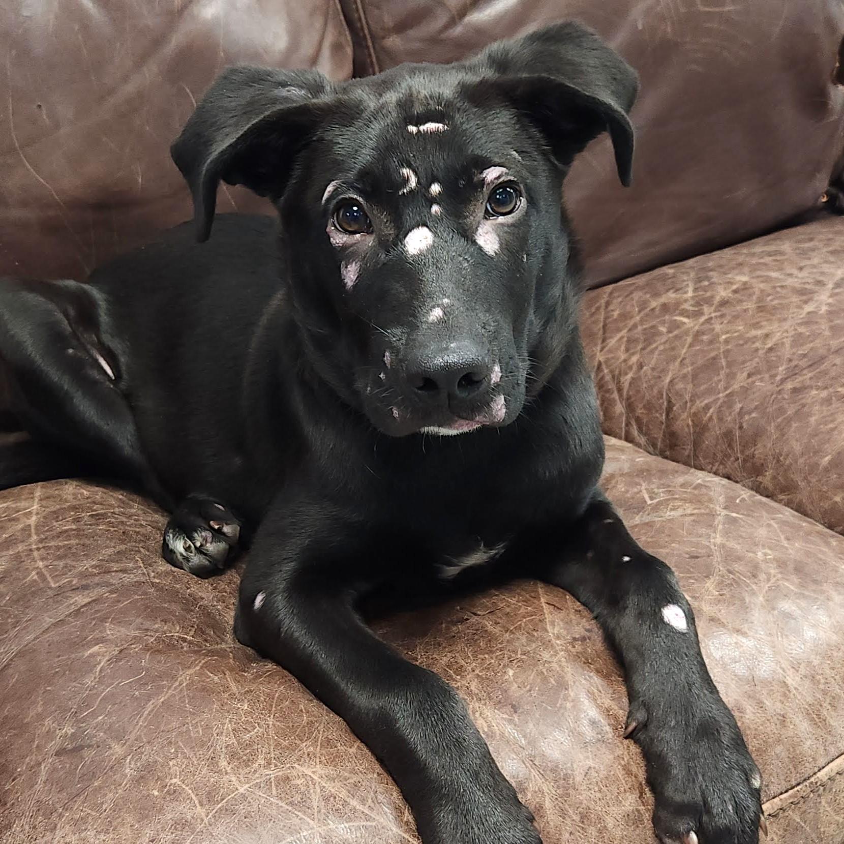 Arlo, a Adoptable mixed breed in Marshfield, WI image 2/5