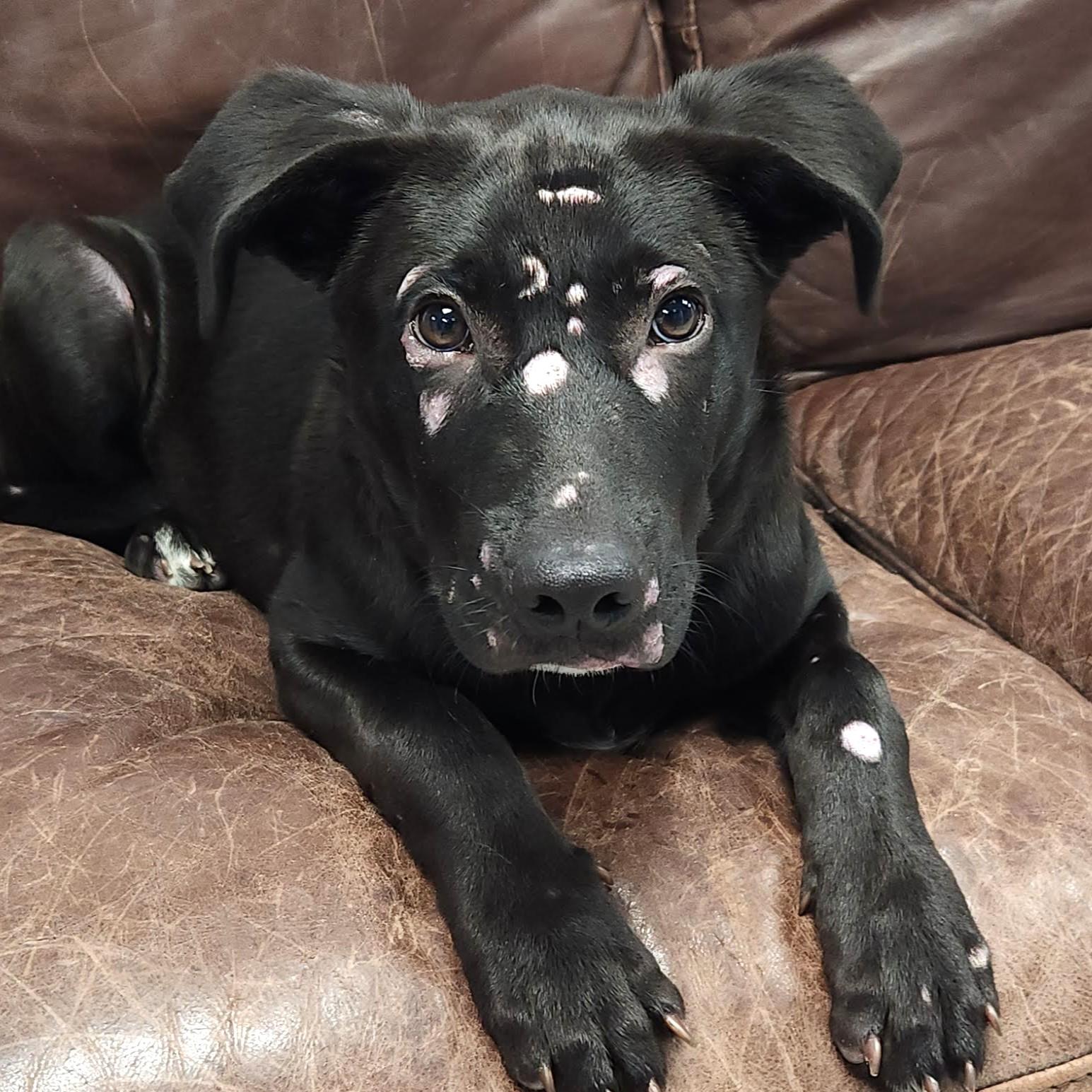 Arlo, a Adoptable mixed breed in Marshfield, WI image 3/5