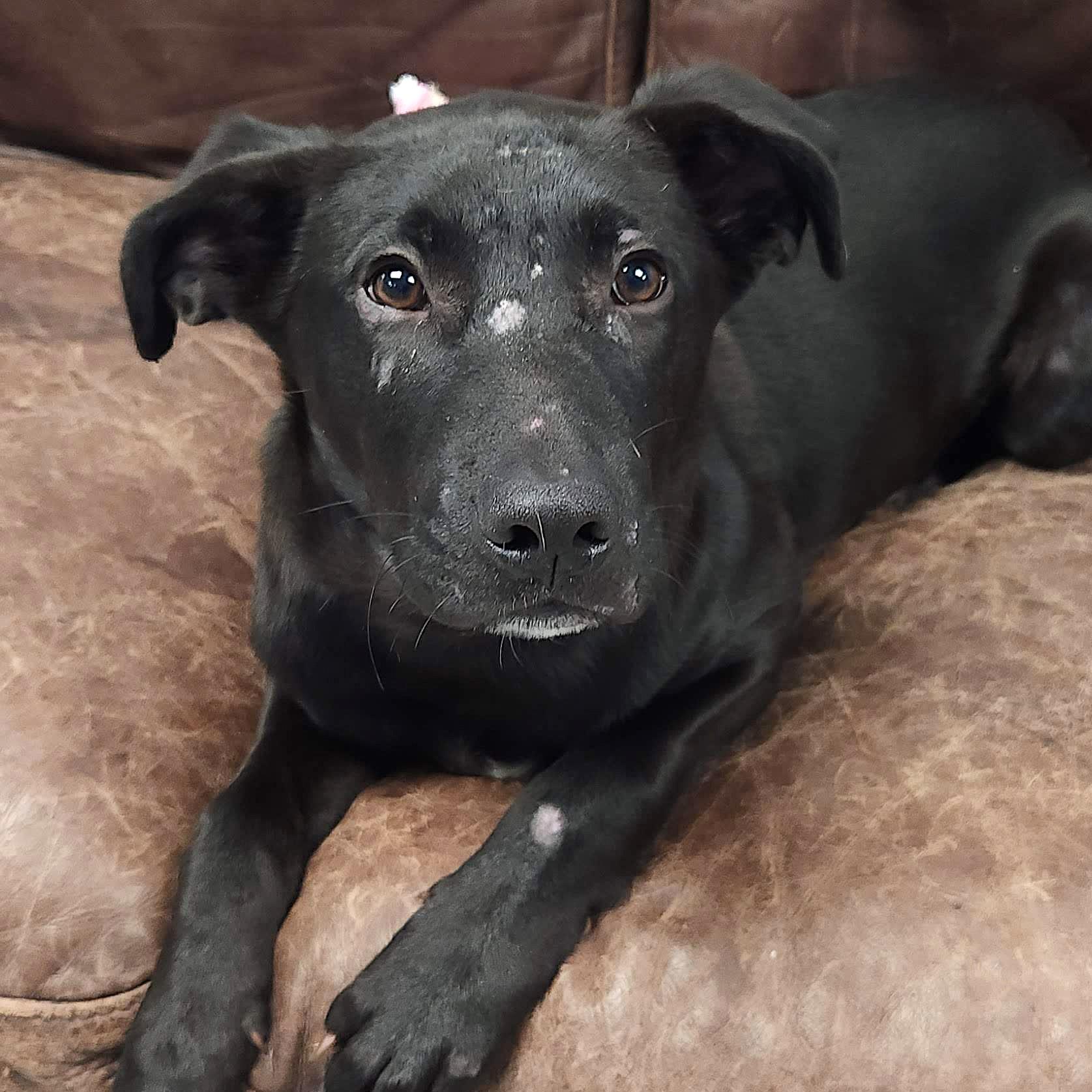 Enlarge Arlo, an adopted mixed breed in Marshfield, WI image 2/4