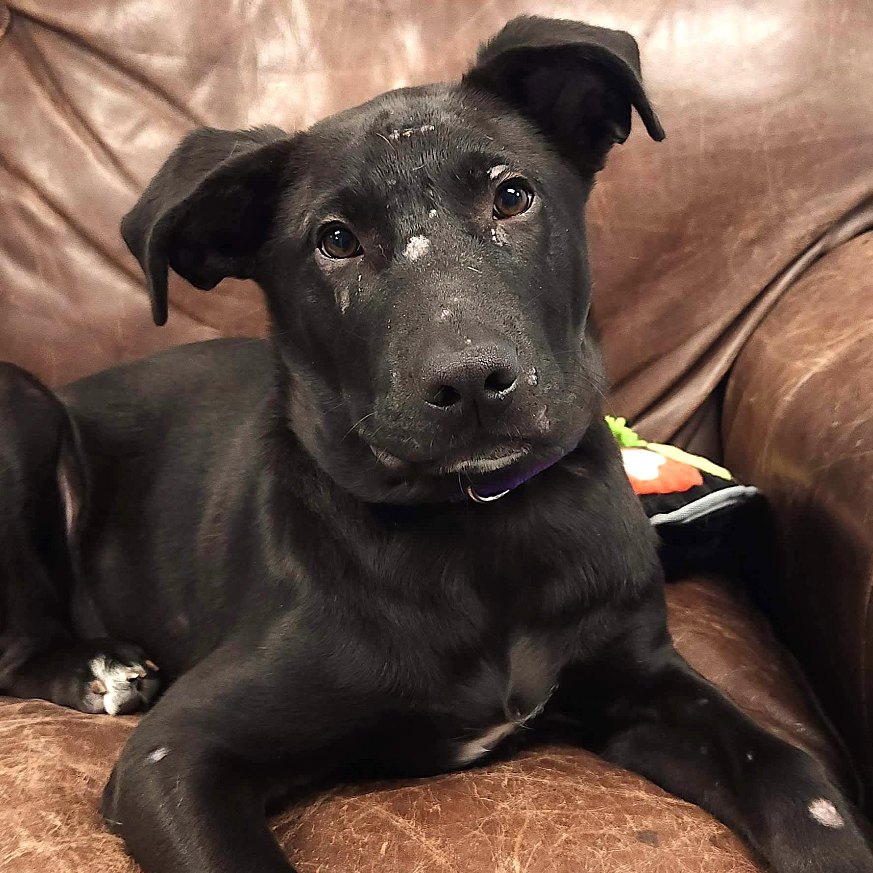 Enlarge Arlo, an adopted mixed breed in Marshfield, WI image 3/4