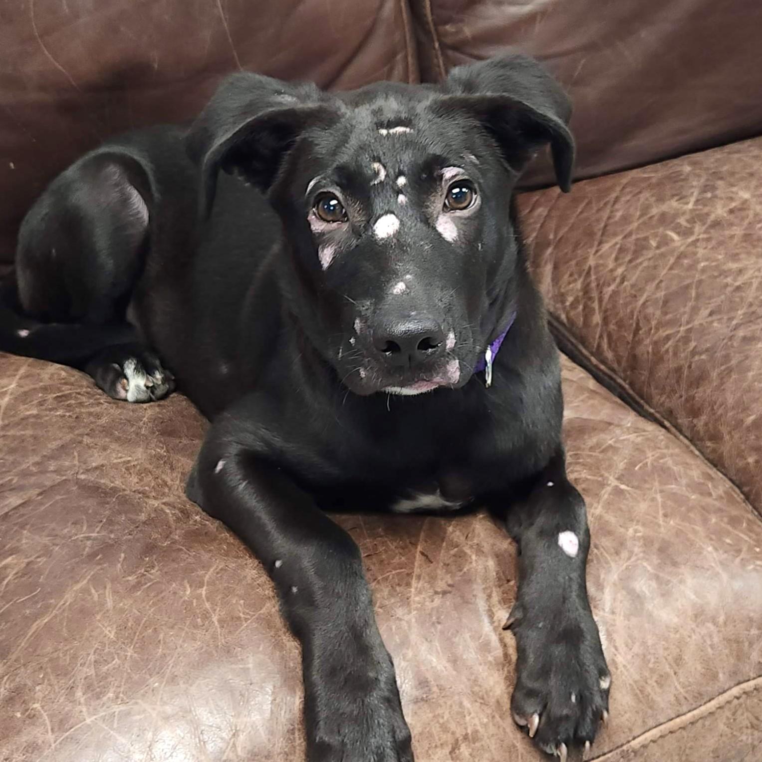 Arlo, a Adoptable mixed breed in Marshfield, WI image 4/5