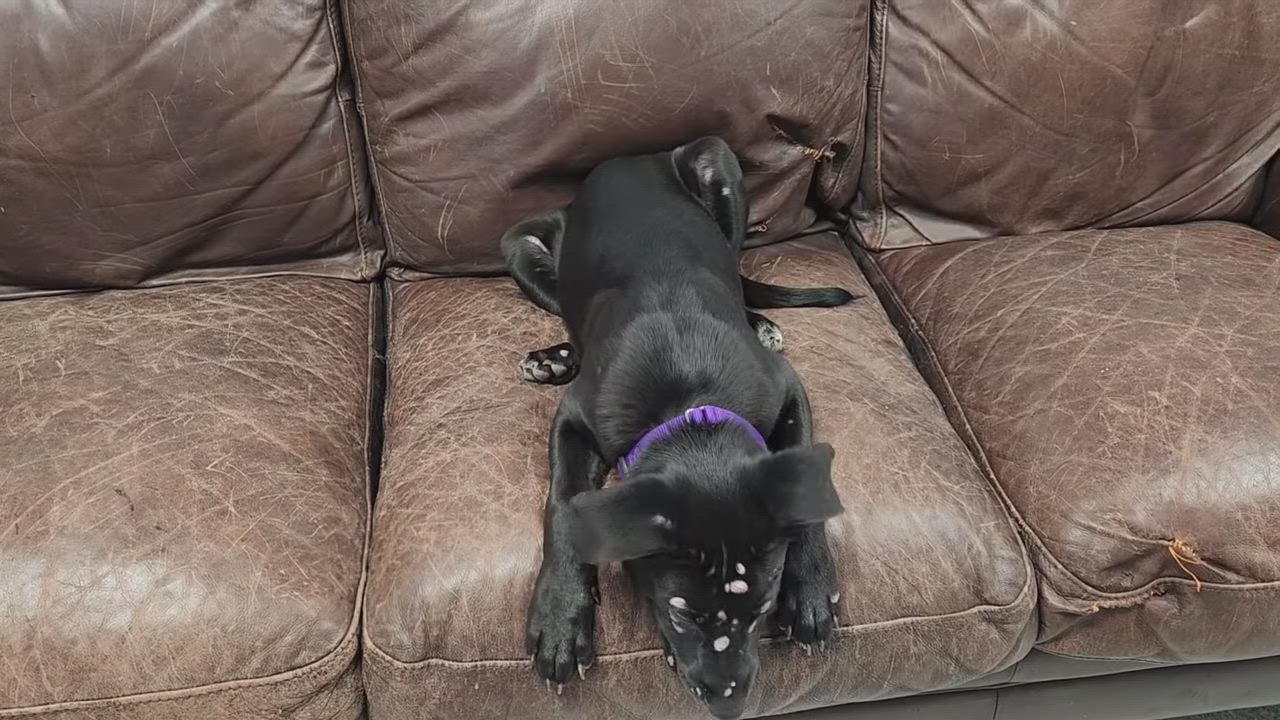 Enlarge Arlo, a Adoptable mixed breed in Marshfield, WI video 5/5