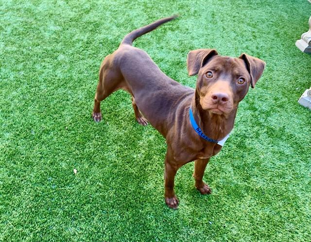 HERSHEY, Adoptable, Young Male Labrador Retriever & Pit Bull Terrier.