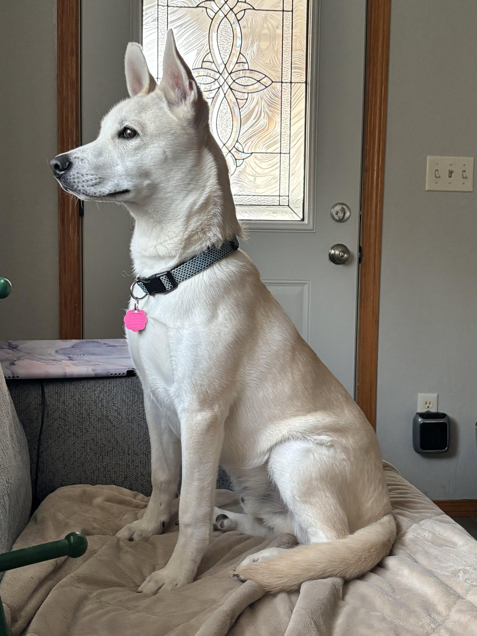 Arlo "Ari", an adoptable mixed breed in De Pere, WI image 4/4