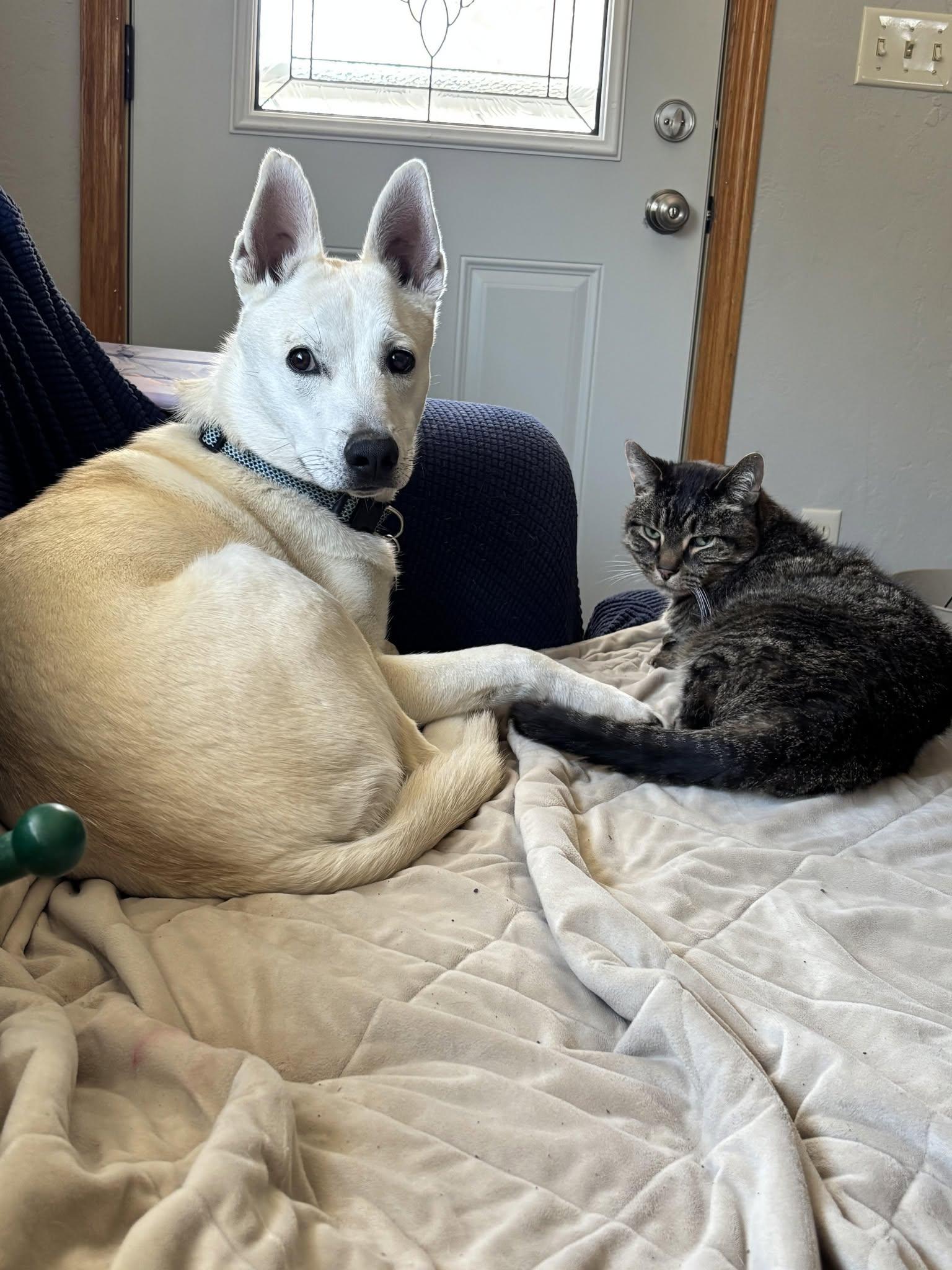 Arlo "Ari", an adoptable mixed breed in De Pere, WI image 2/4