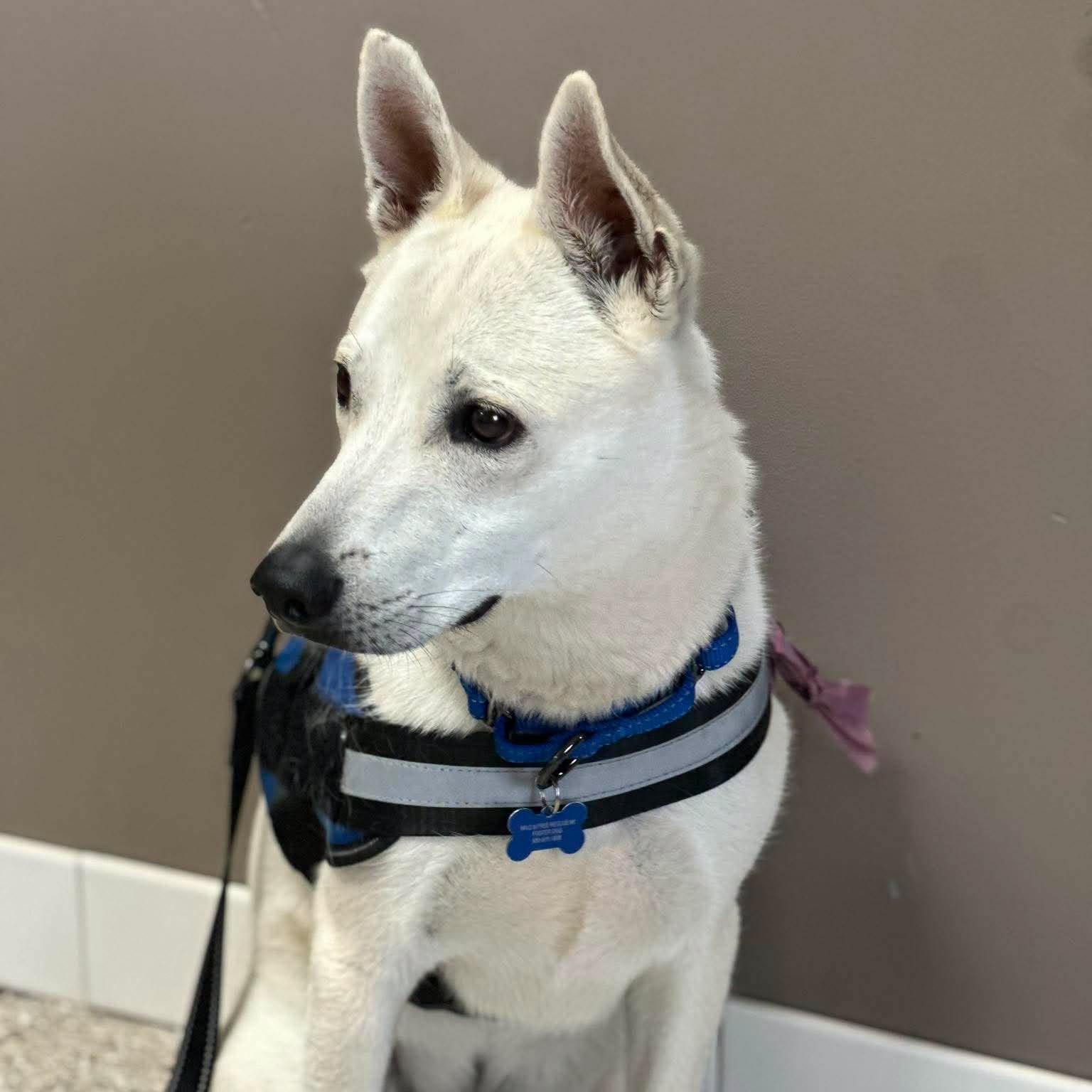 Arlo "Ari", an adoptable mixed breed in De Pere, WI image 3/4
